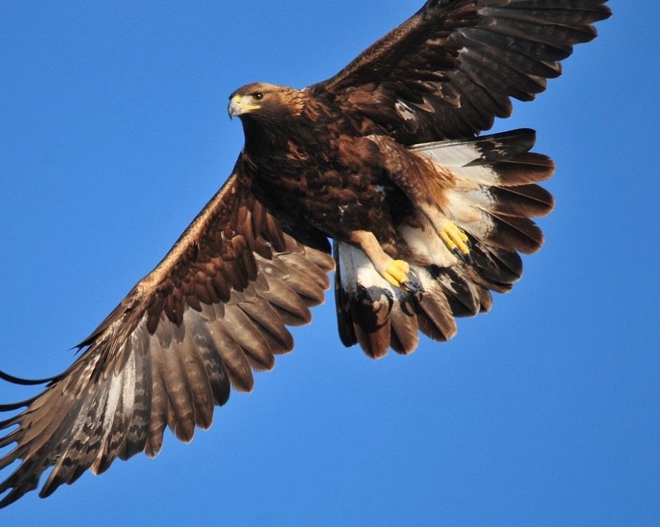 Ravens (Corvus corax) and a Golden Eagle (Aquila chrysaetos), at a