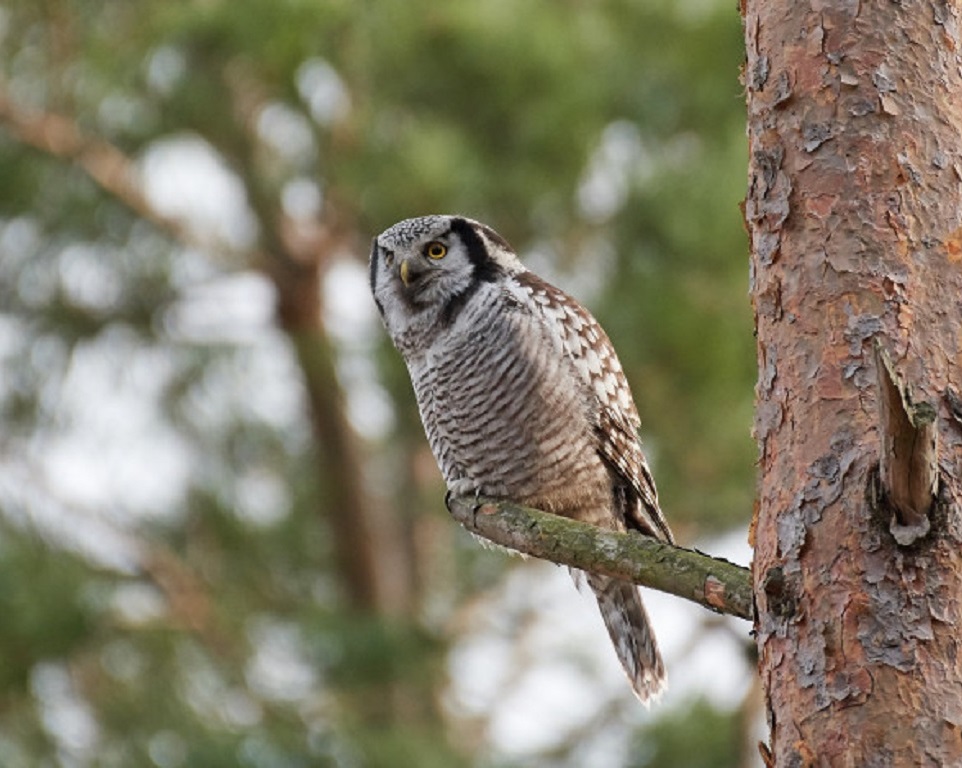 Nordic hawk owl