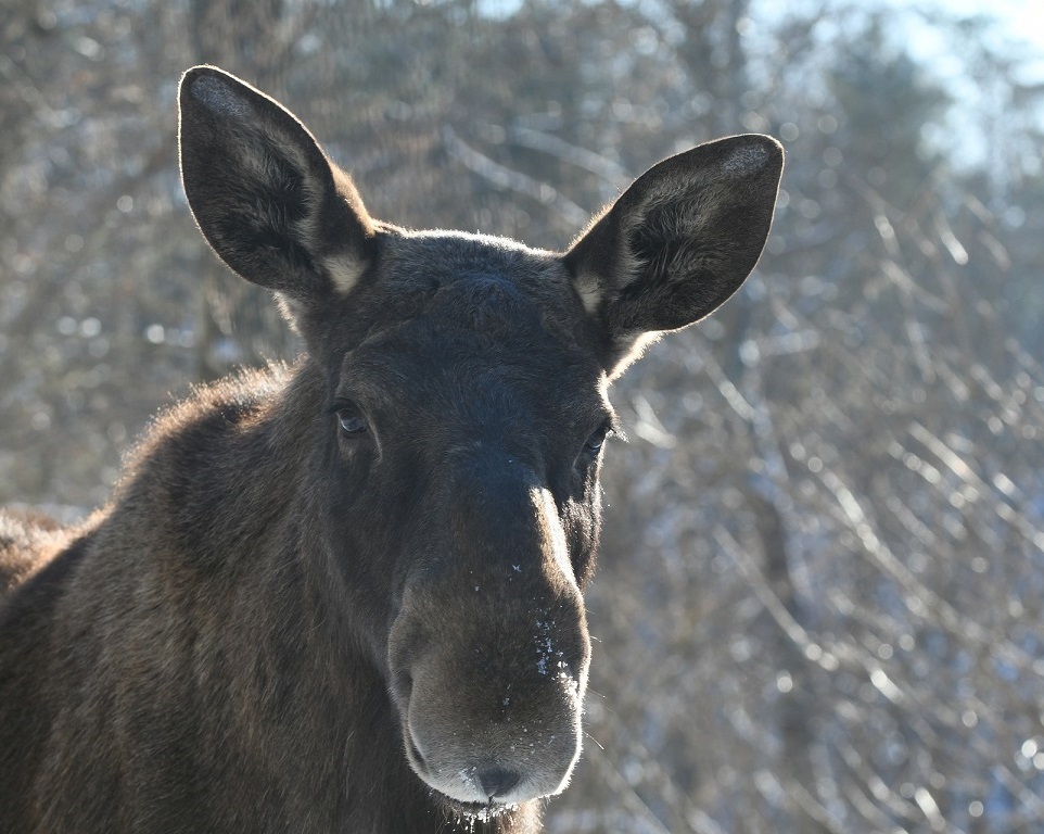 Elk / moose