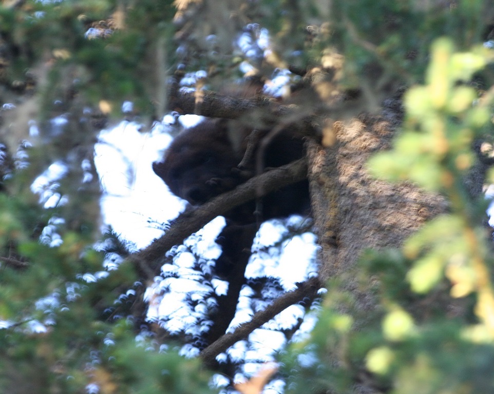wolverine in tree