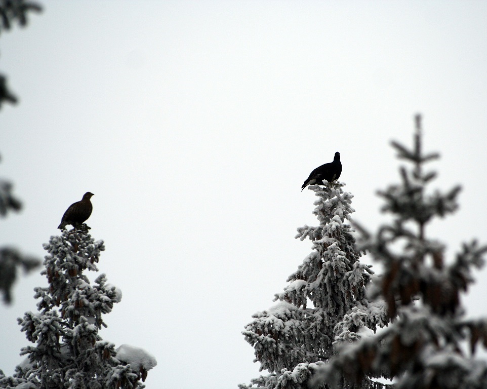Winter birds in tree